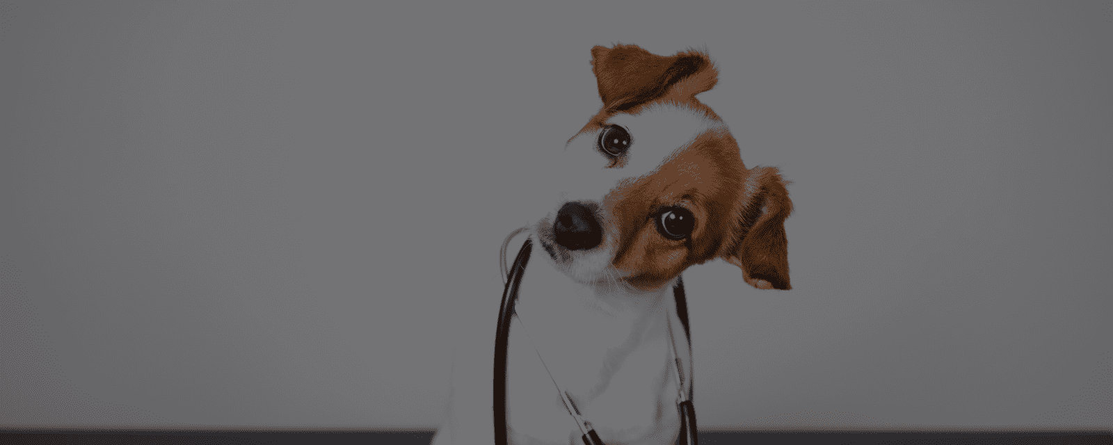 Veterinary Medicine