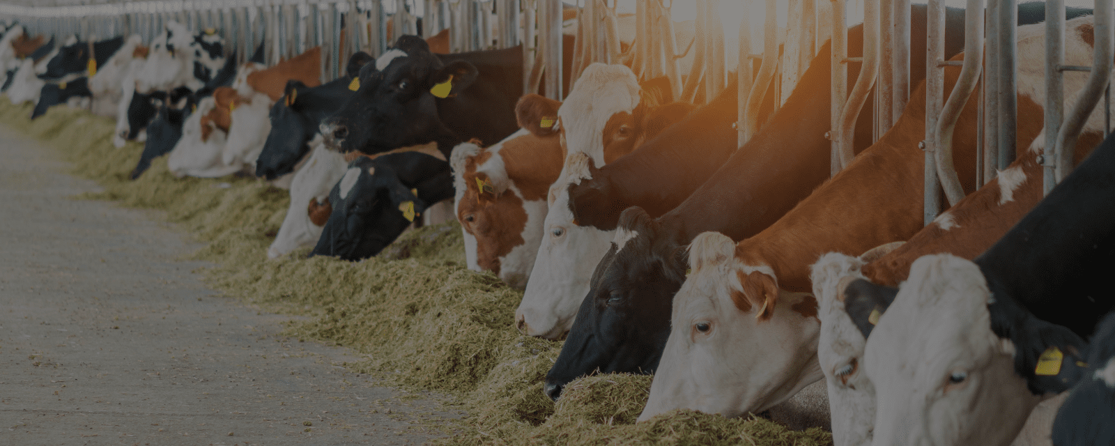 Dairy Technology